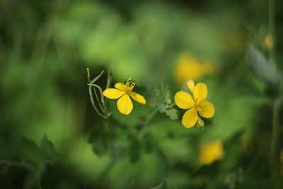 Close-up of yellow flowering plant