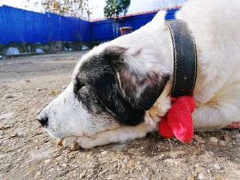 Close-up of dog sleeping