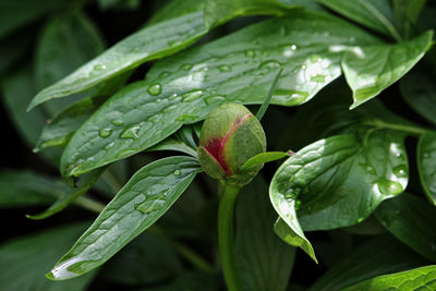 Close-up of wet plant leaves during rainy season