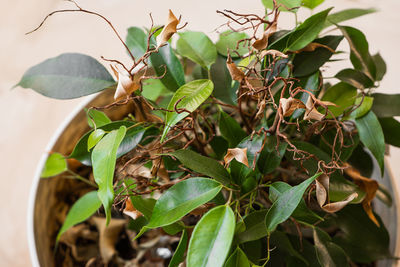 Close-up of potted plant