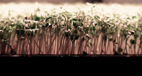 Close-up of seedlings growing outdoors