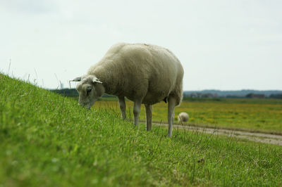 Sheep grazing on field