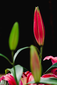 Close-up of red crocus blooming outdoors