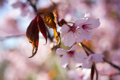 Close-up of bee pollinating on flower