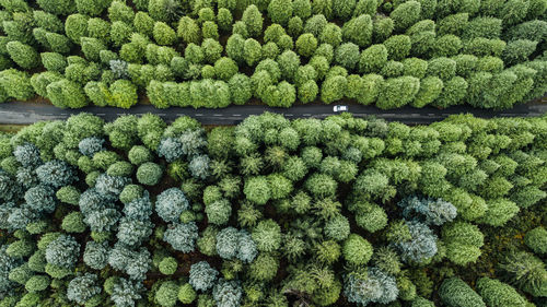 Full frame shot of trees in forest