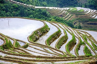 High angle view of rice paddy