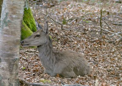 Side view of deer on land