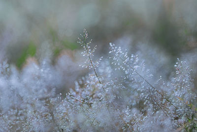 Close-up of frozen plant during winter