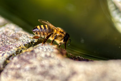 Close-up of insect on rock