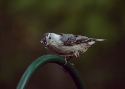 Close-up of bird perching on twig