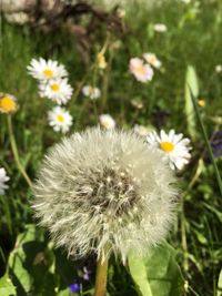 Close-up of dandelion blooming outdoors