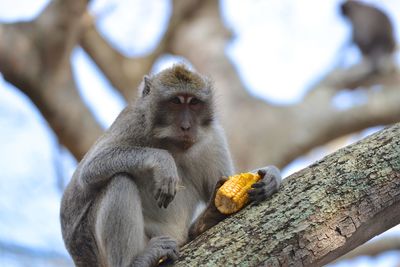 Low angle view of sitting on tree