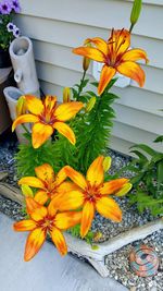 Close-up of orange flowers blooming in yard