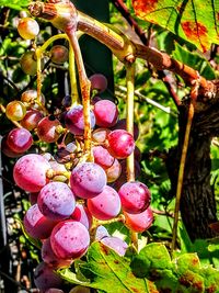 Close-up of fruits growing on tree