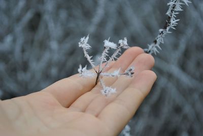 Cropped hand holding frozen plant during winter