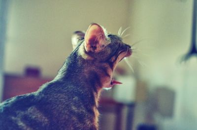 Close-up of a cat at home