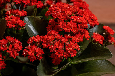 Close-up of red flowering plants