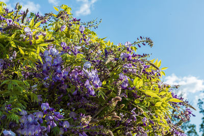 Low angle view of purple flowering plants against sky