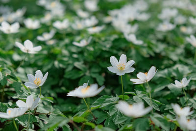 Close-up of white daisy flowers