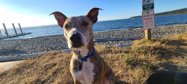 Portrait of a dog on beach