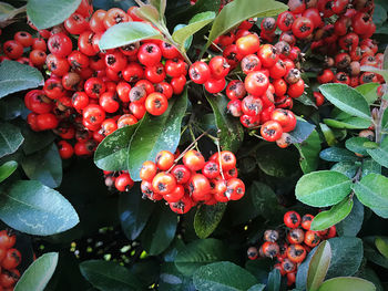Close-up of red berries growing on plant