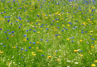 Full frame shot of purple flowering plants in meadow