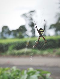 Close-up of spider on web