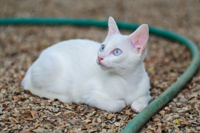 White cat lying on land