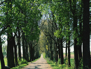 Footpath amidst trees