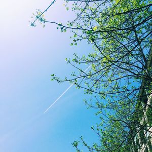 Low angle view of tree