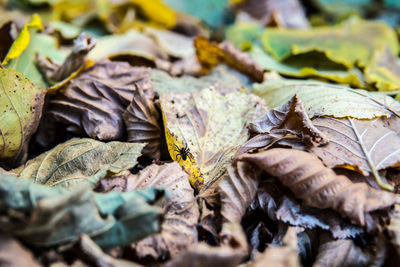 Close-up of dried autumn leaves