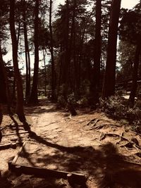 Trees in forest