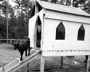 Dog on built structure against trees