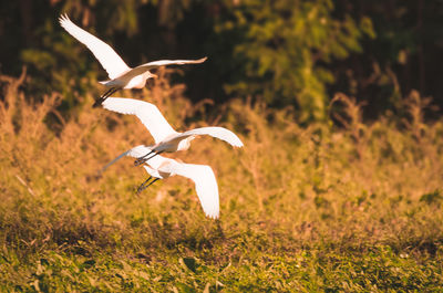 Bird flying over a field