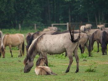 Wild horses in germany