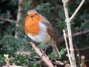 Close-up of bird perching outdoors