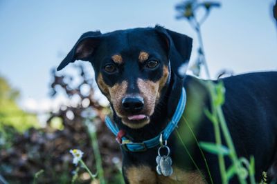 Portrait of miniature pinscher