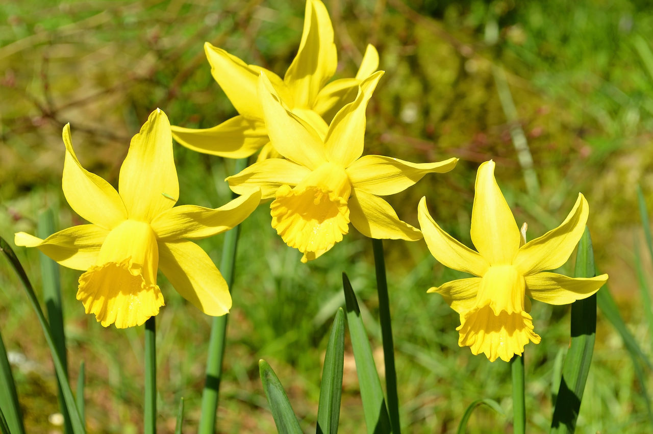 CLOSE-UP OF YELLOW FLOWERING PLANT IN FIELD