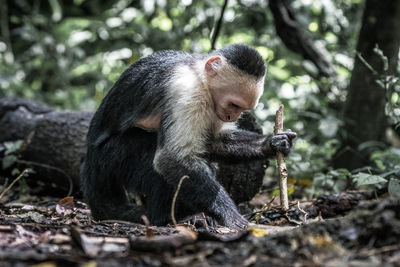 Monkey sitting on tree in forest