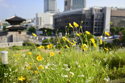 Yellow flowering plants in city against buildings