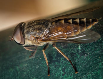 Close-up of a horse fly