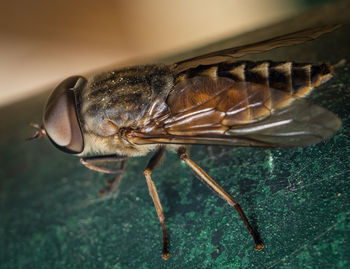 Close-up of insect