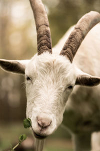 Close-up portrait of a goat