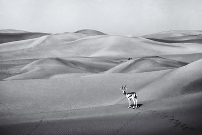 View of a dog on desert