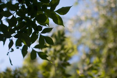 Close-up of fresh green leaves against sky