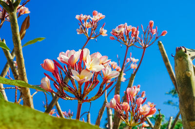 Bunch white and pink frangipani or plumeria flowers with blue sky.