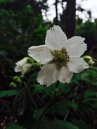 Close-up of white flowers