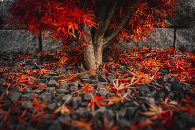 Autumn leaves on tree