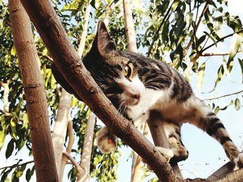 Low angle view of cat on tree