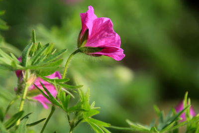 Close-up of pink rose flower